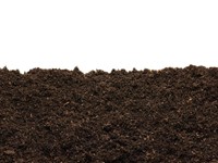7 beneficios de la tierra negra para jardines