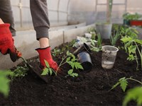 Beneficios de la tierra negra para jardines