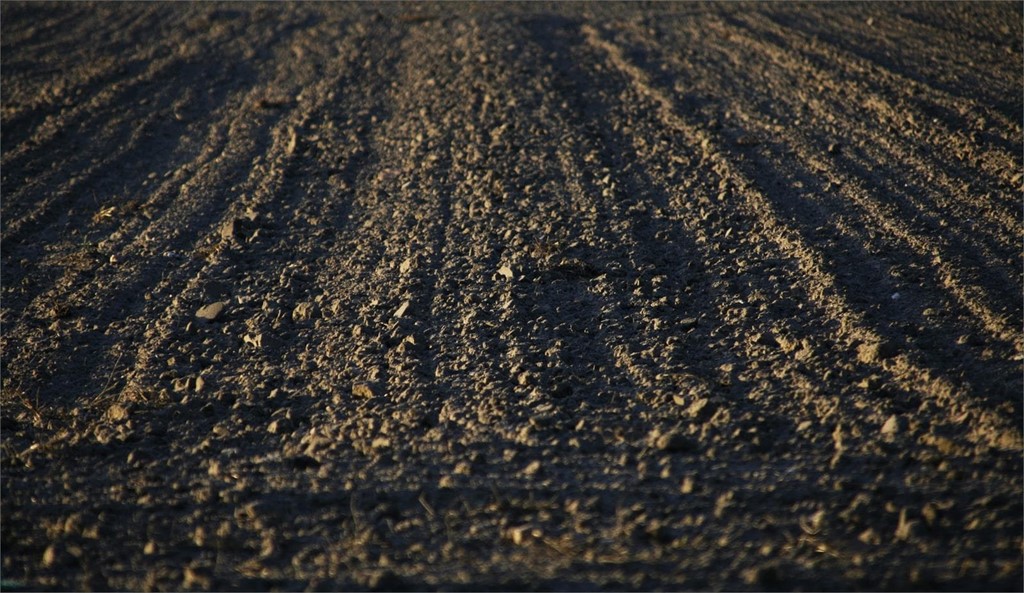 Cómo preparar el terreno para plantación