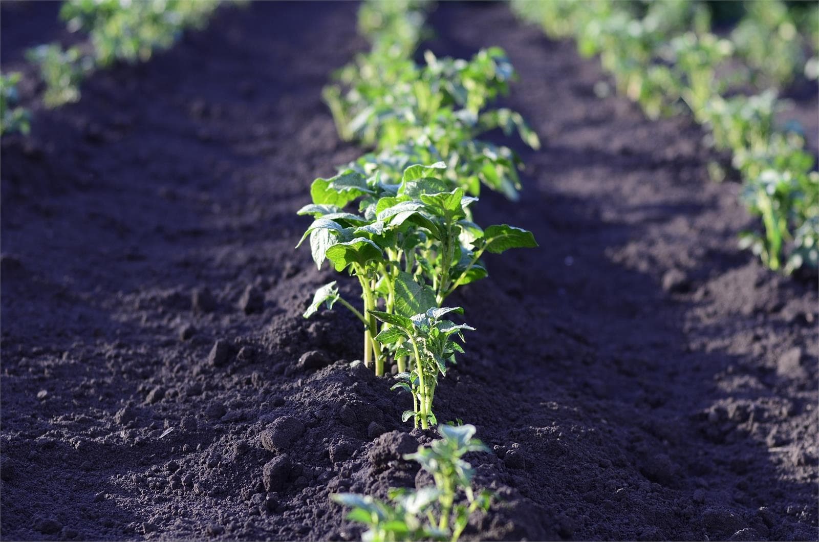 Cómo preparar el terreno para plantación - Imagen 1