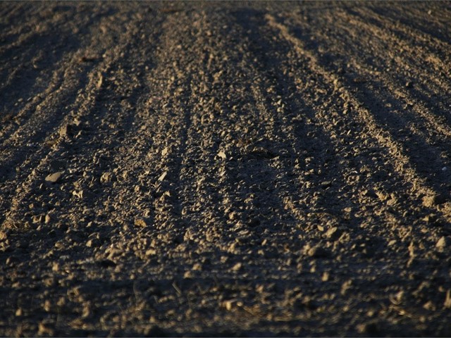 Cómo preparar el terreno para plantación