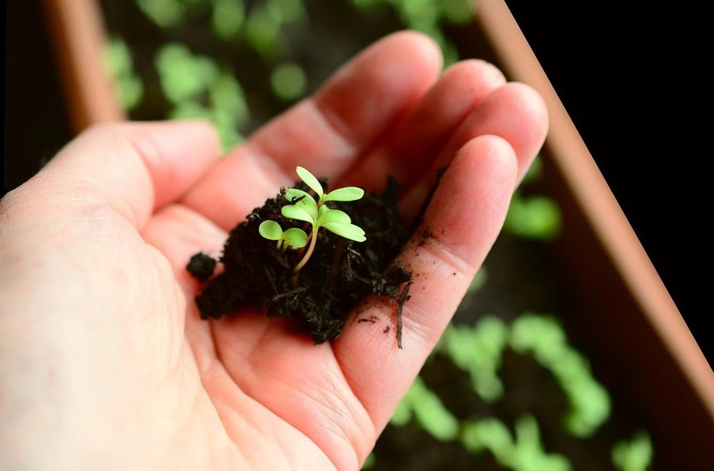 Comprar tierra negra para tu jardín en Pontevedra