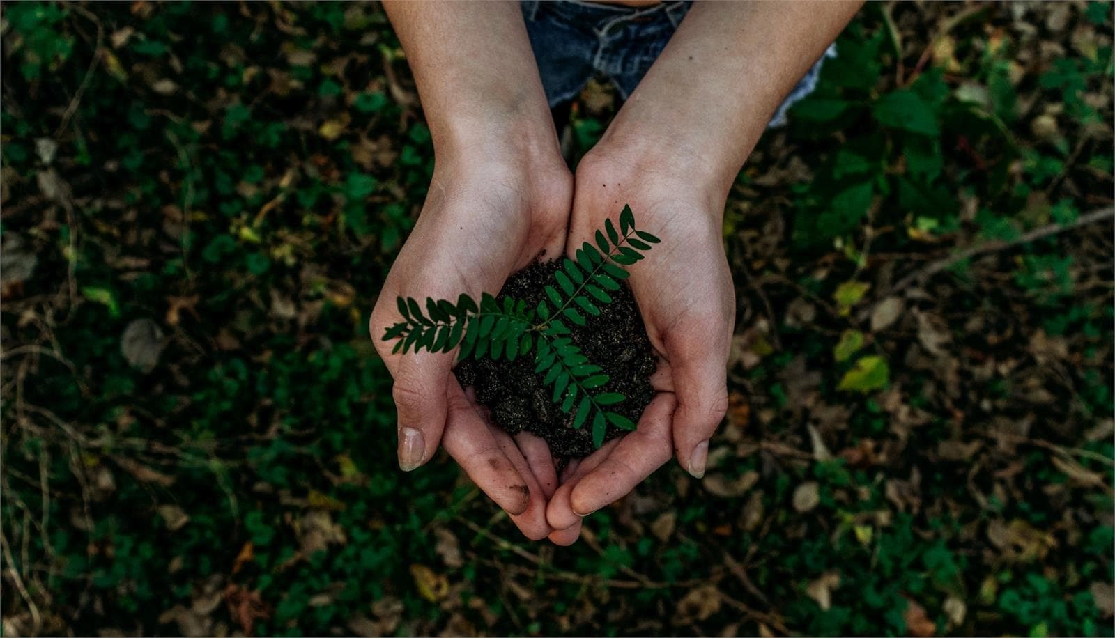 Comprar tierra negra para tu jardín en Pontevedra - Imagen 1