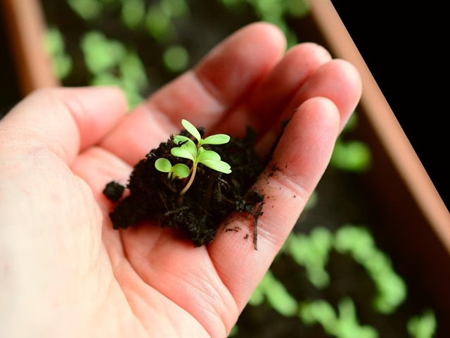 Comprar tierra negra para tu jardín en Pontevedra