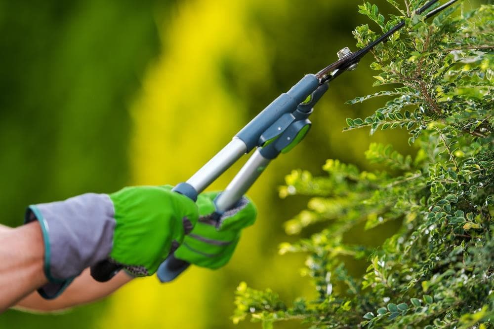 Consejos para mantener su jardín en primavera